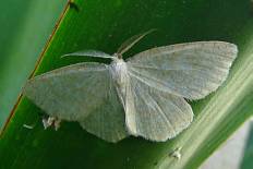 Apilocrocis novateutonialis - Weißspanner (Schneeweißer Erlenspanner, Weißstirn-Weißspanner)